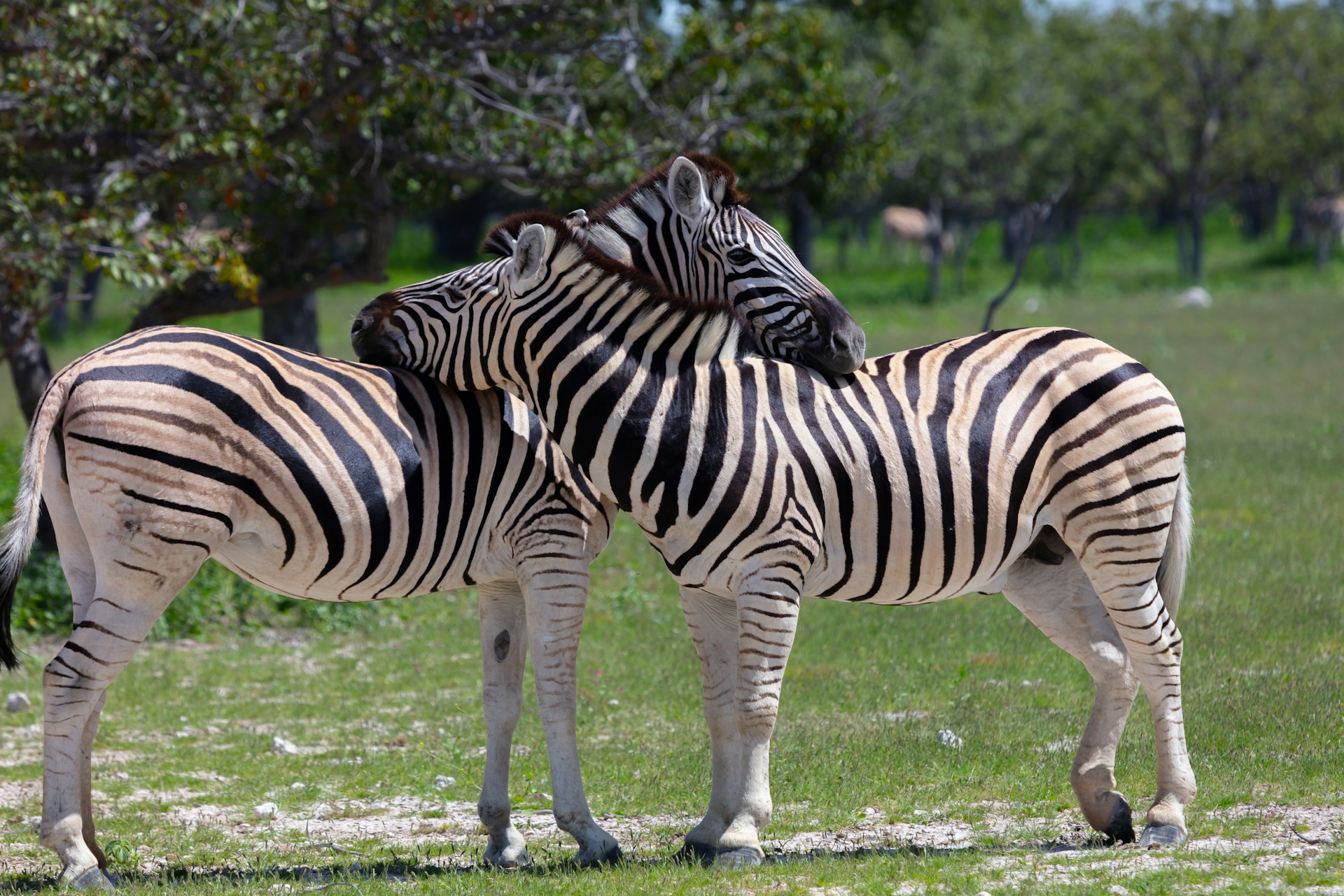 Namibia Safari Tour