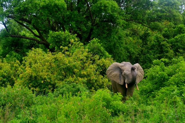 Zimbabwe Safaris