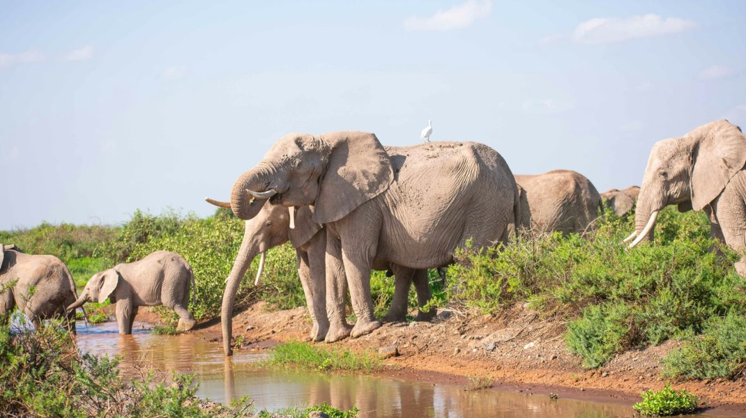 Amboseli P