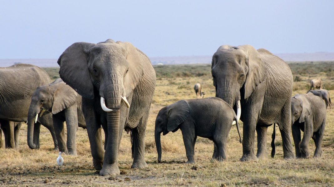 Amboseli Parkk