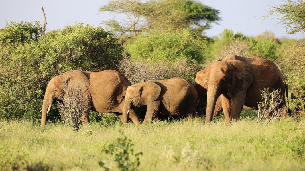 Amboseli experiene