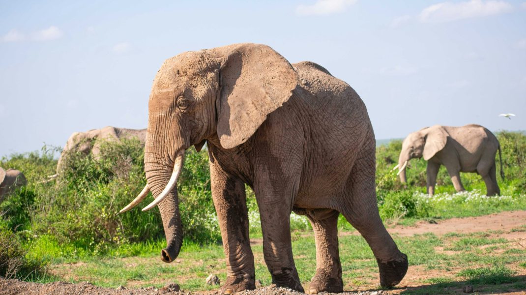 Amboseli