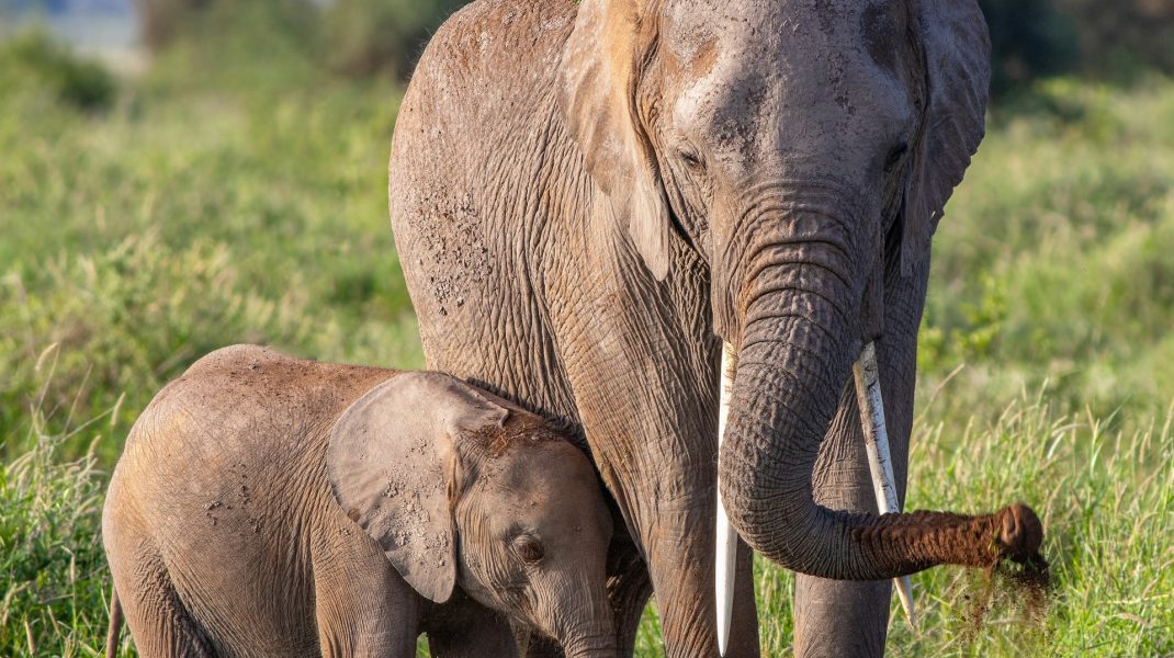 Amboseli(park)