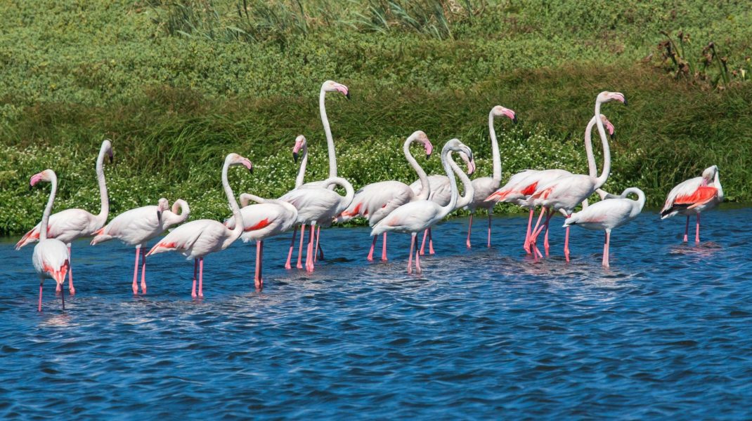 Lake Naivasha