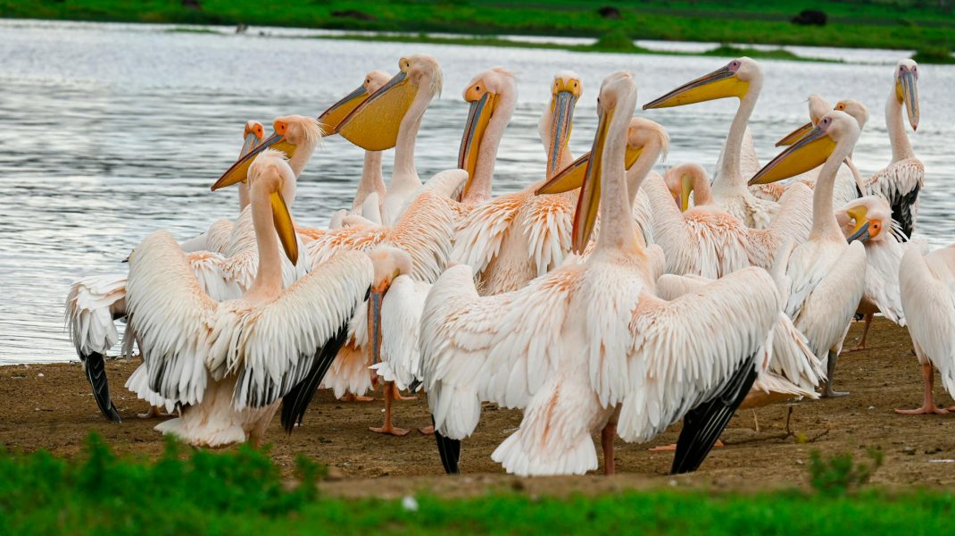 Lake Nakuru National Park