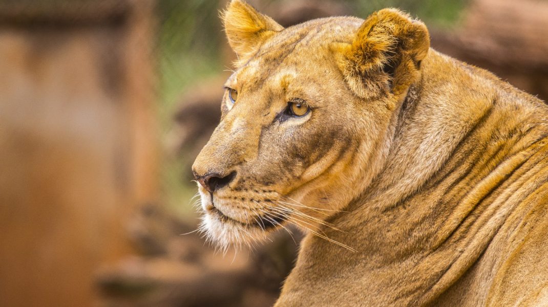 Masai Mara (park)