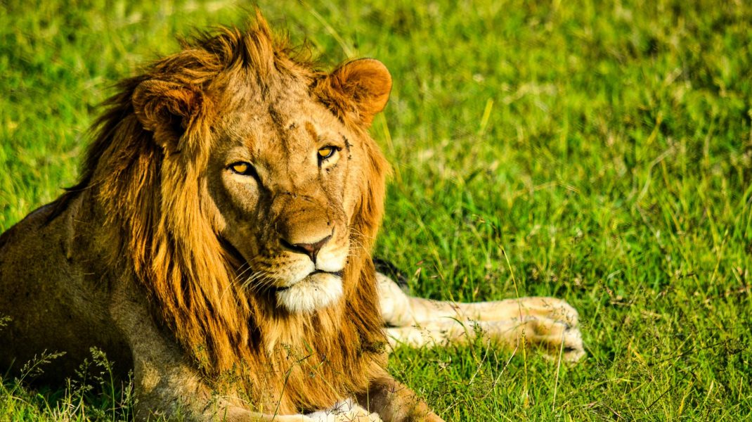 Masai Mara