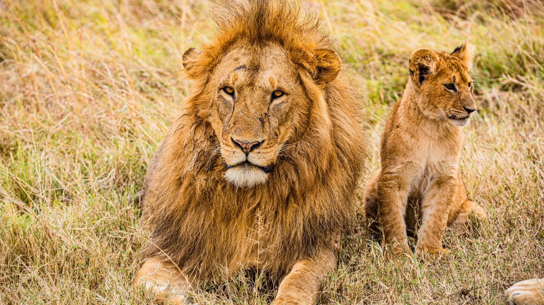 Masai Mara Park