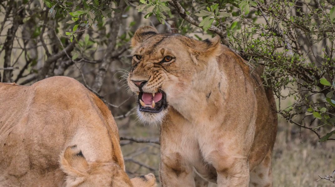 Masai mara