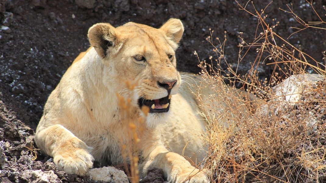 Ngongoro Crater