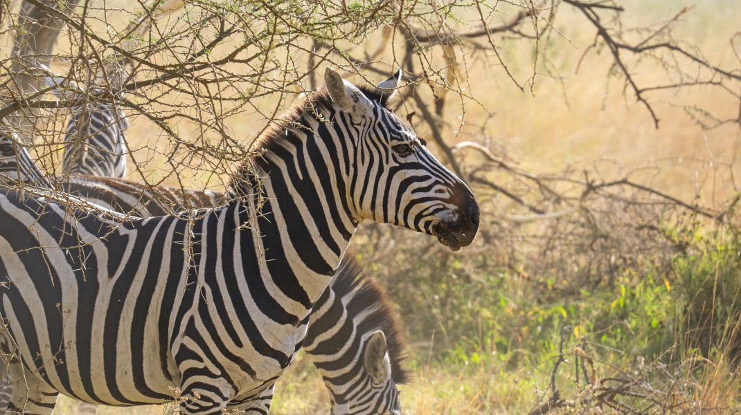 Serengeti Reserve