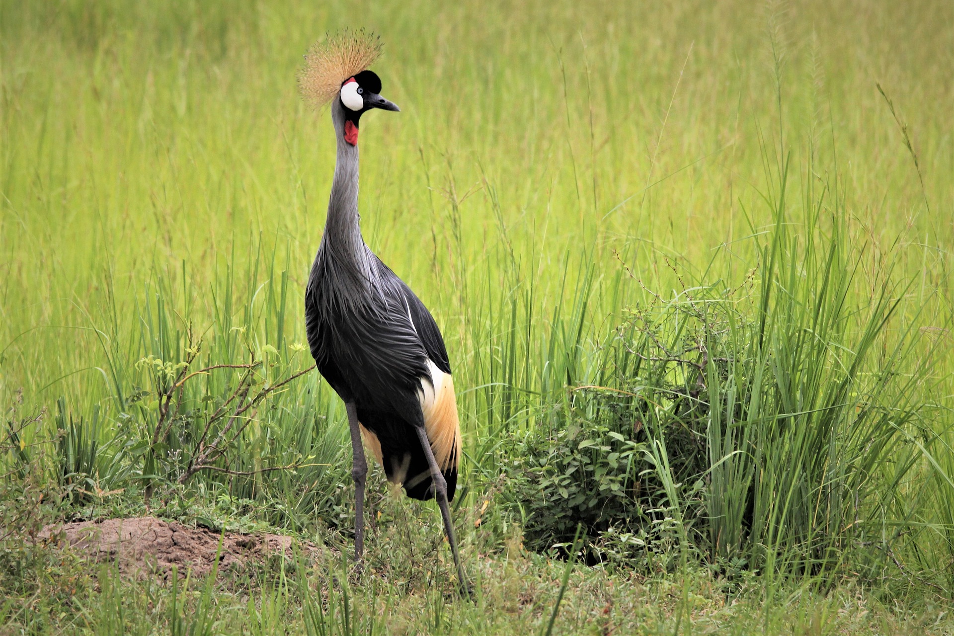 Uganda Safaris