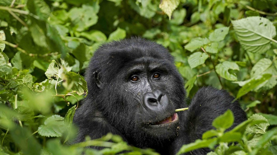 Bwindi Impenetrable National Park