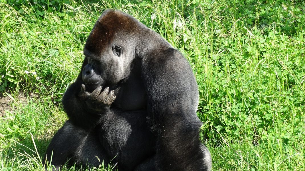 Bwindi National park