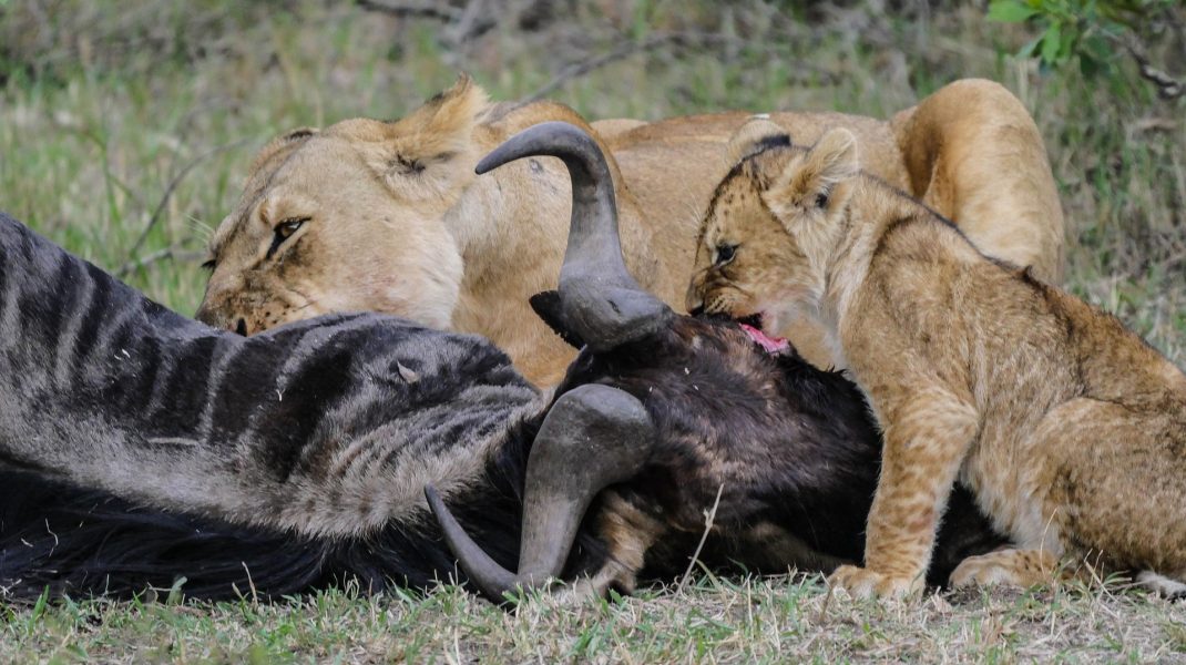 Maasai Mara Park