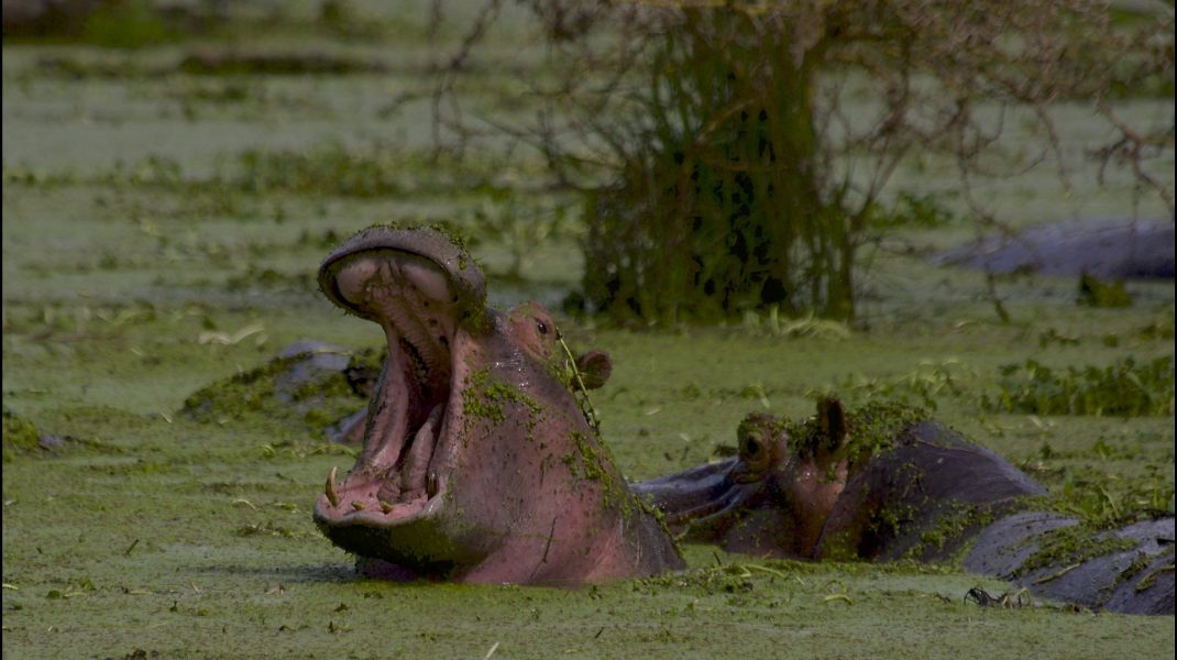 Ngorongoro Crater