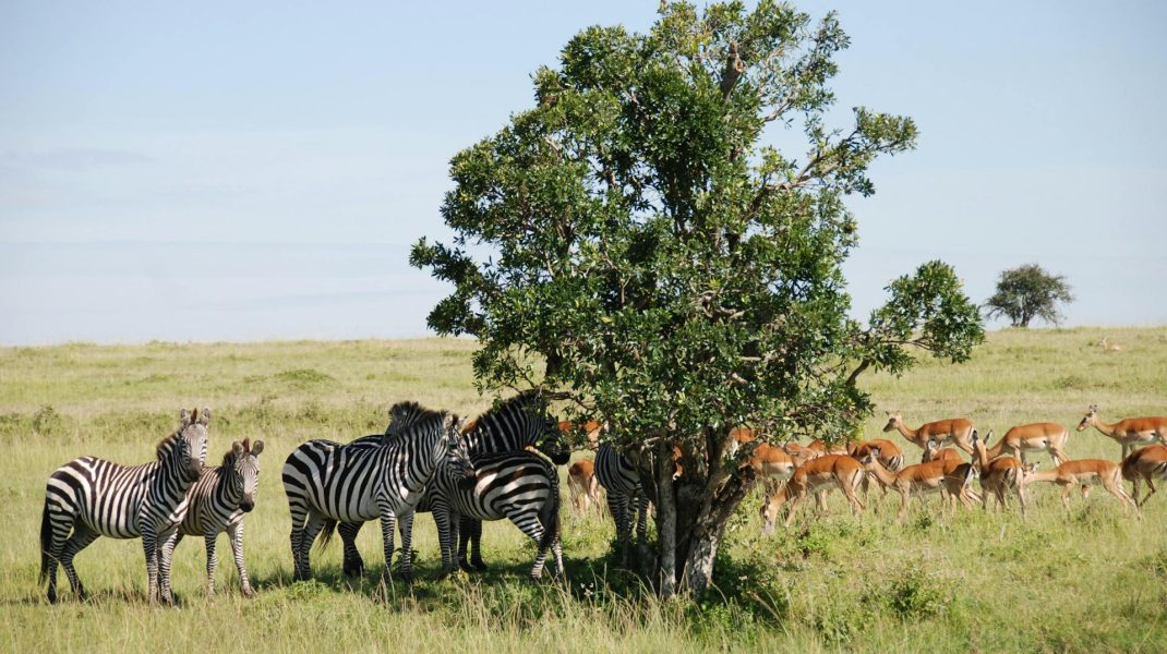 Ngorongoro Conservation area