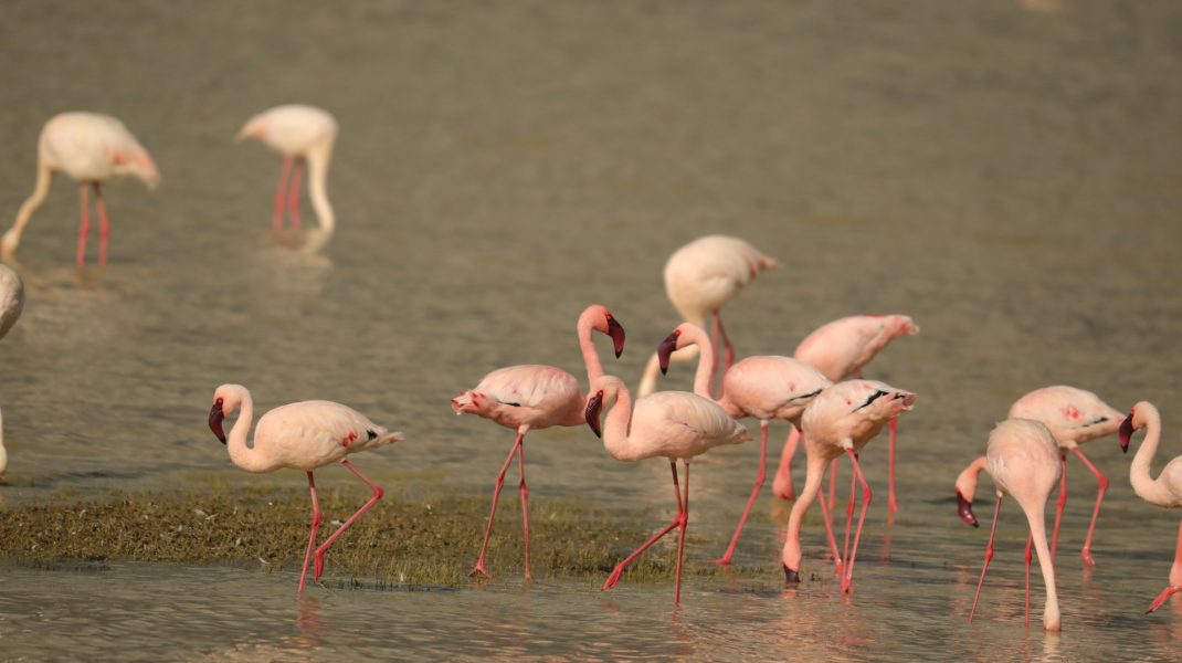 Ngorongoro Reserve