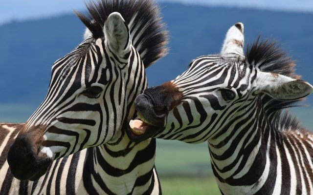 Ngorongoro and Serengeti