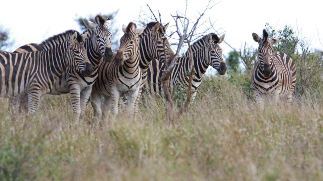 Ngorongoro crater