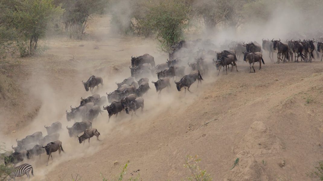 Serengeti National park