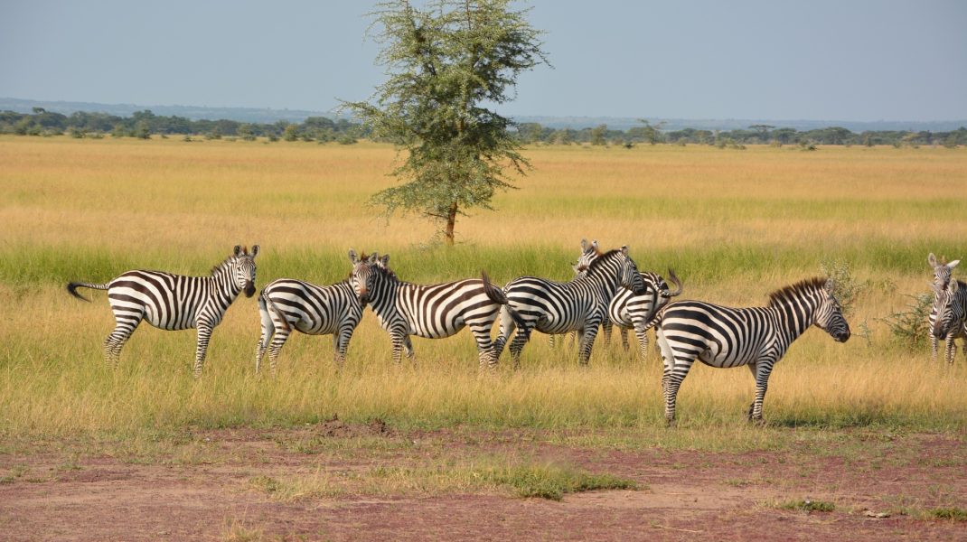 Serengeti.