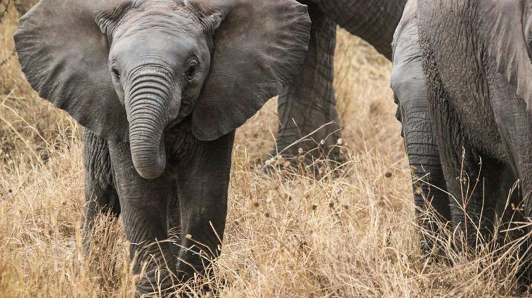 Tarangire National park