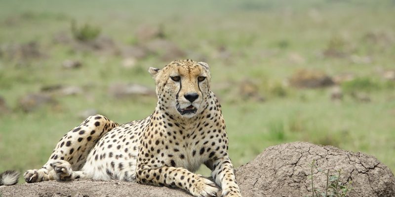 10-days Tanzania, Uganda and Kenya