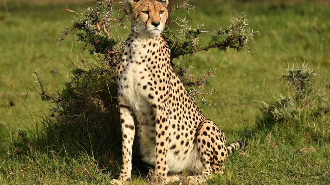 Masai Mara National Park