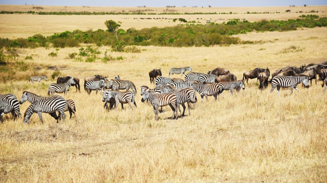 Ngorongoro conservation area