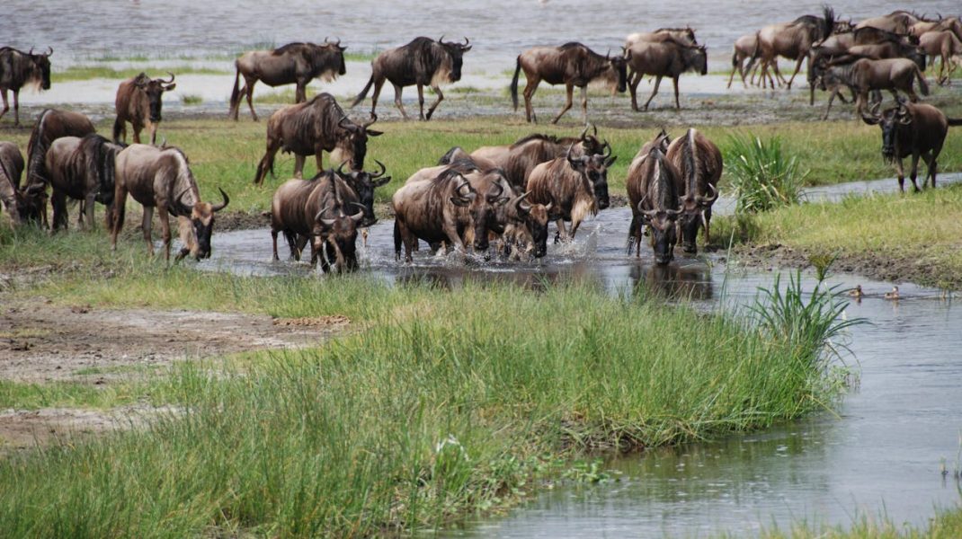 Seregenti National Park