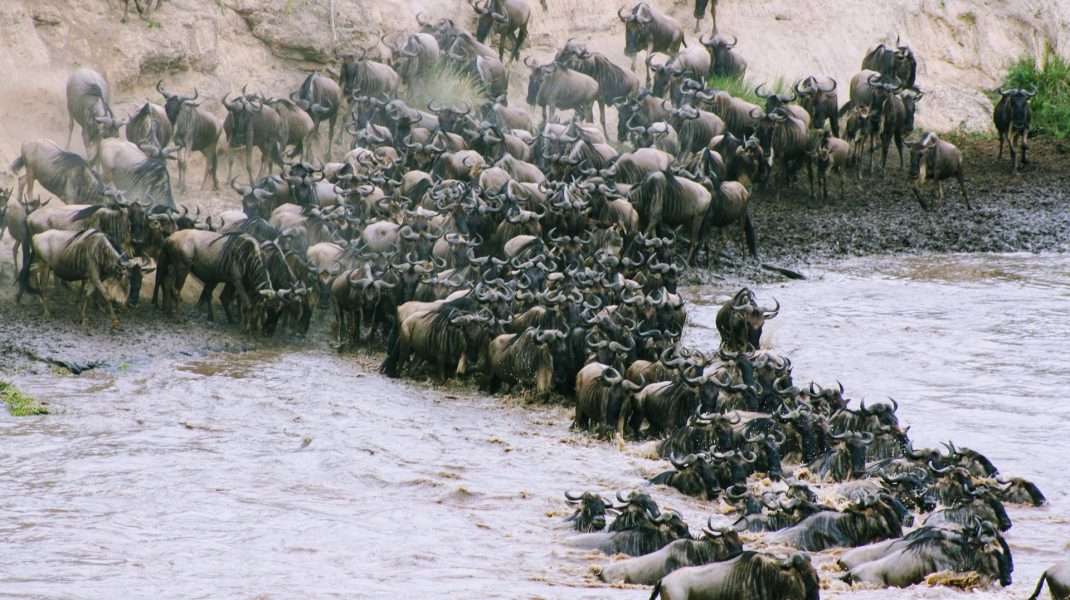 serengeti wildebeest