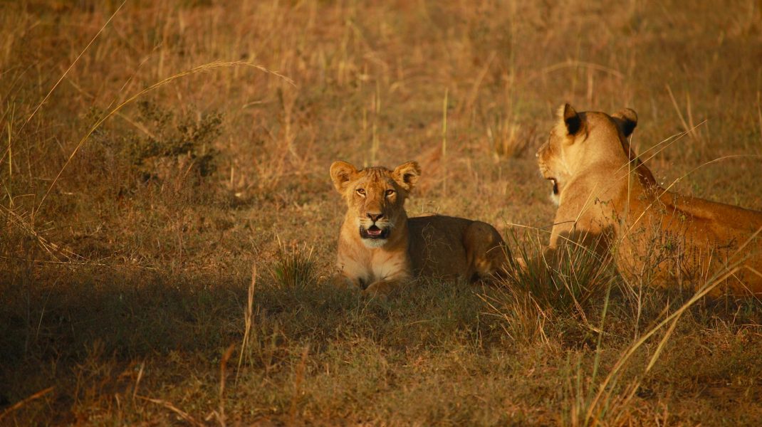 Masai Mara