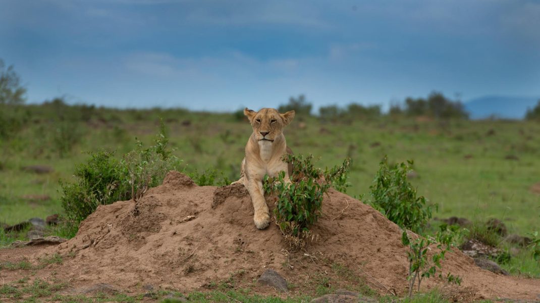 Nairobi Natonal Park