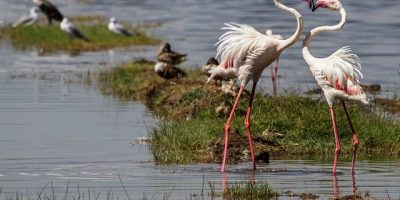 Lake Nakuru National Park Kenya Interesting Places