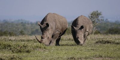 Ol Pejeta Conservancy Kenya Interesting places