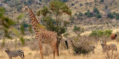 Tsavo National Park Kenya Interesting places