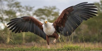 Ankarafantsika National Park