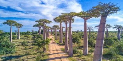 Avebue of Baobabs