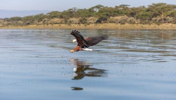 Lake Manyara National Park Lake Manyara National Park