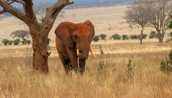 Red Elephant Tsavo Game Park