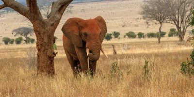 Red Elephant Tsavo Game Park