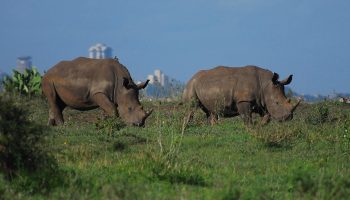 Rhinos Nairobi National Park