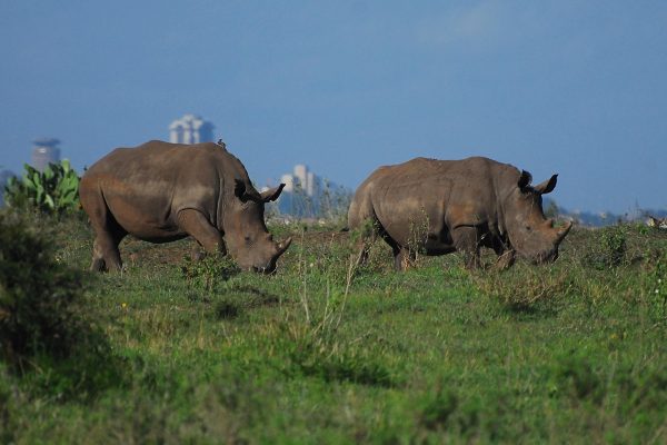 Rhinos Nairobi National Park