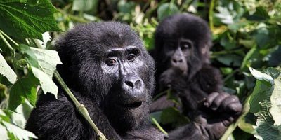 Bwindi National Park Bwindi National Park