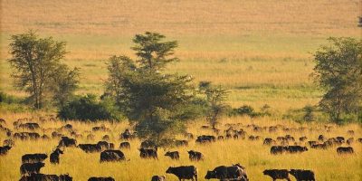 Kidepo national Park Kidepo national Park