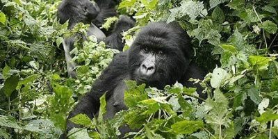 Mghahinga National Park Mghahinga National Park