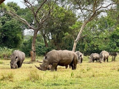 Ziwa Rhino Sanctuary Ziwa Rhino Sanctuary