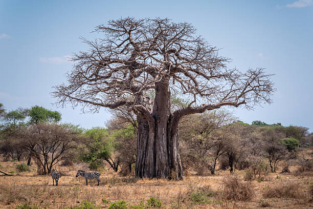 4x4 Self-Drive Tarangire