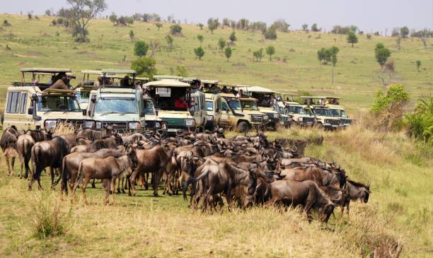 Tanzania Safari Tours